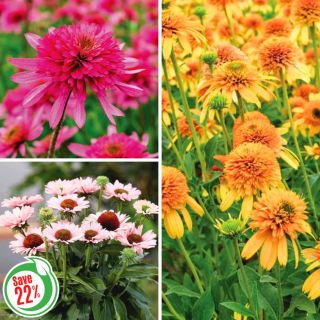 Coneflower Collection 1 Thumbnail
